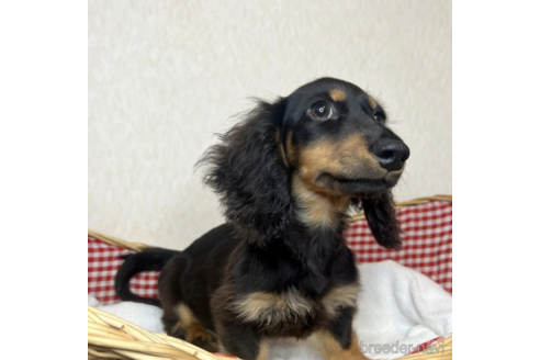 成約済の福岡県のミニチュアダックスフンド(ロングヘアード)-328180の10枚目